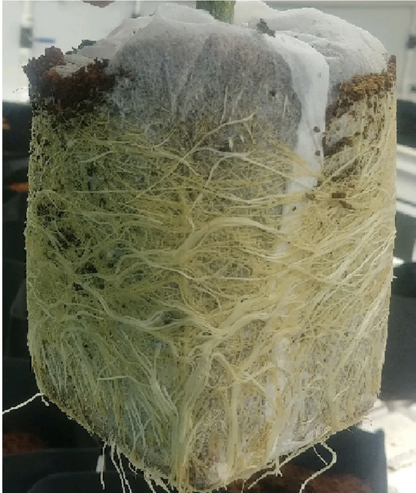 HortGrow Coco Coir Grow Cubes 4X4X2 24 Pcs Garden Hydroponics Greenhouse Organic